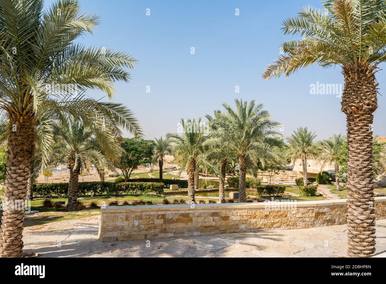 Green palm trees growing in the park in the Ruins of Diraiyah, also as ...