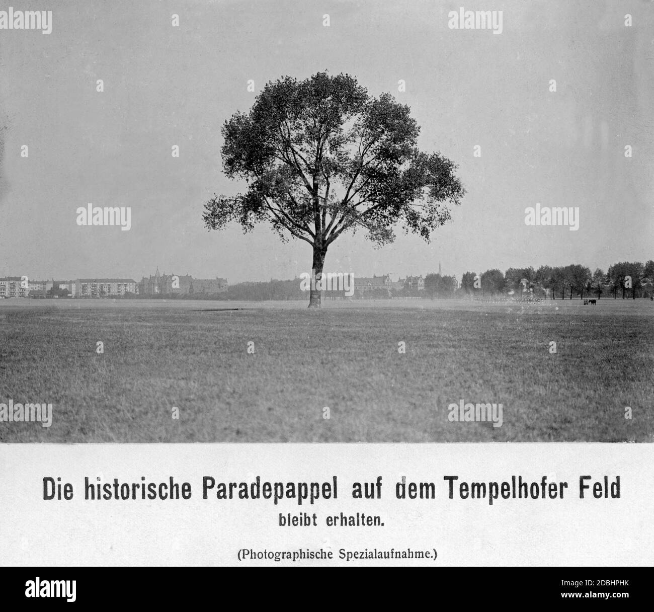 The poplar on the famous parade ground of the Prussian army in Berlin-Tempelhof was very well known in the German Empire. The soldiers, parading in rows of 24 to 100, aligned themselves with it to keep the lateral direction. For decades it served as a fixation point for countless parades. In the 1920s it had to make way for the construction of the Tempelhof airport. Stock Photo