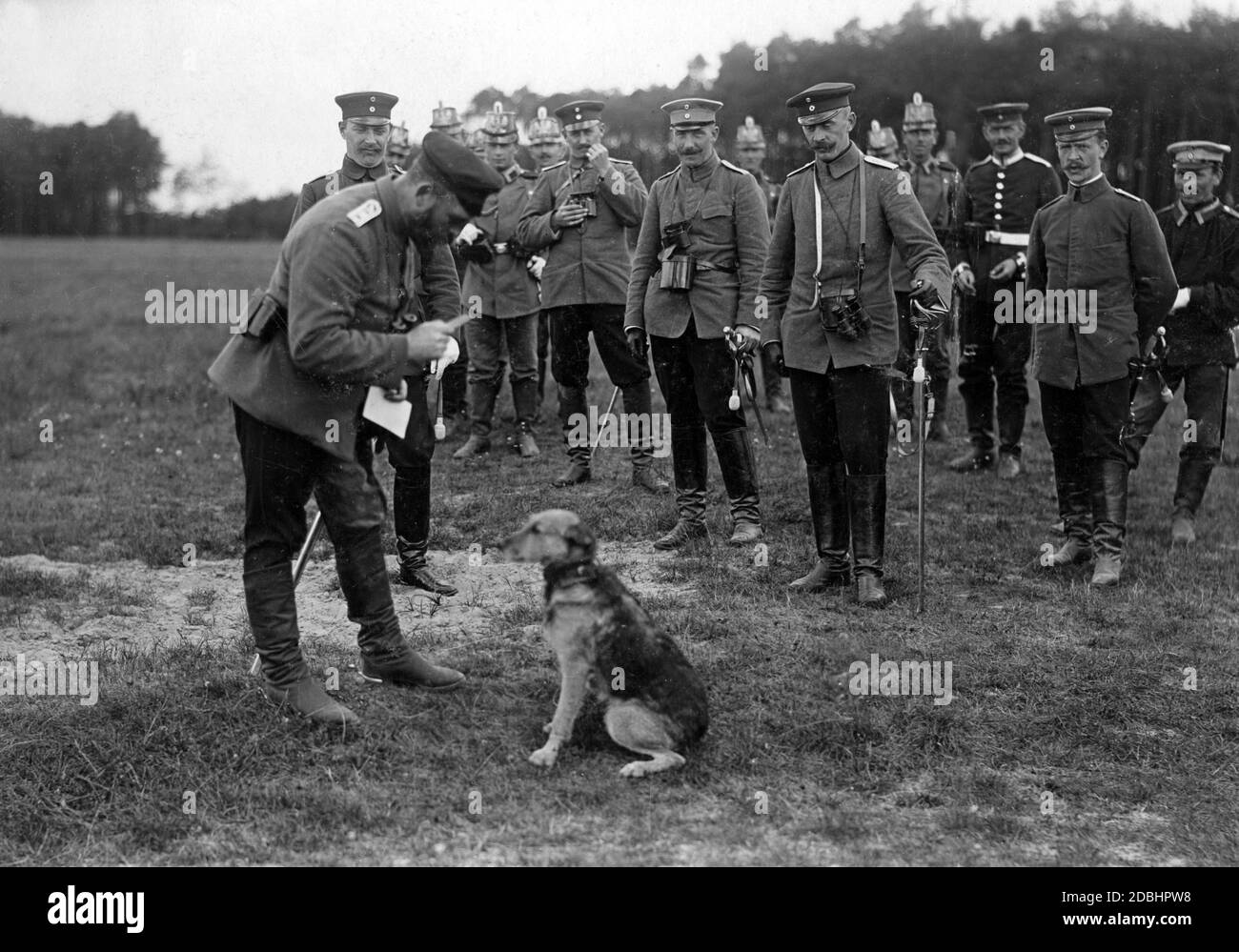 A German war dog on the maneuver ground. Undated photo. Stock Photo