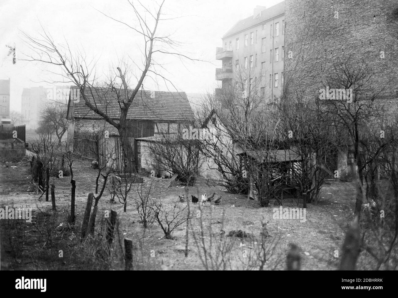 An old (and one of the last remaining) farms stands in the midst of tenement blocks and new houses in Berlin. Chickens are scratching in the yard. The picture was taken in Berlin-Wilmersdorf between Kurfuerstendamm, Brandenburgische Strasse and Ravensbergerstrasse in 1931. Stock Photo