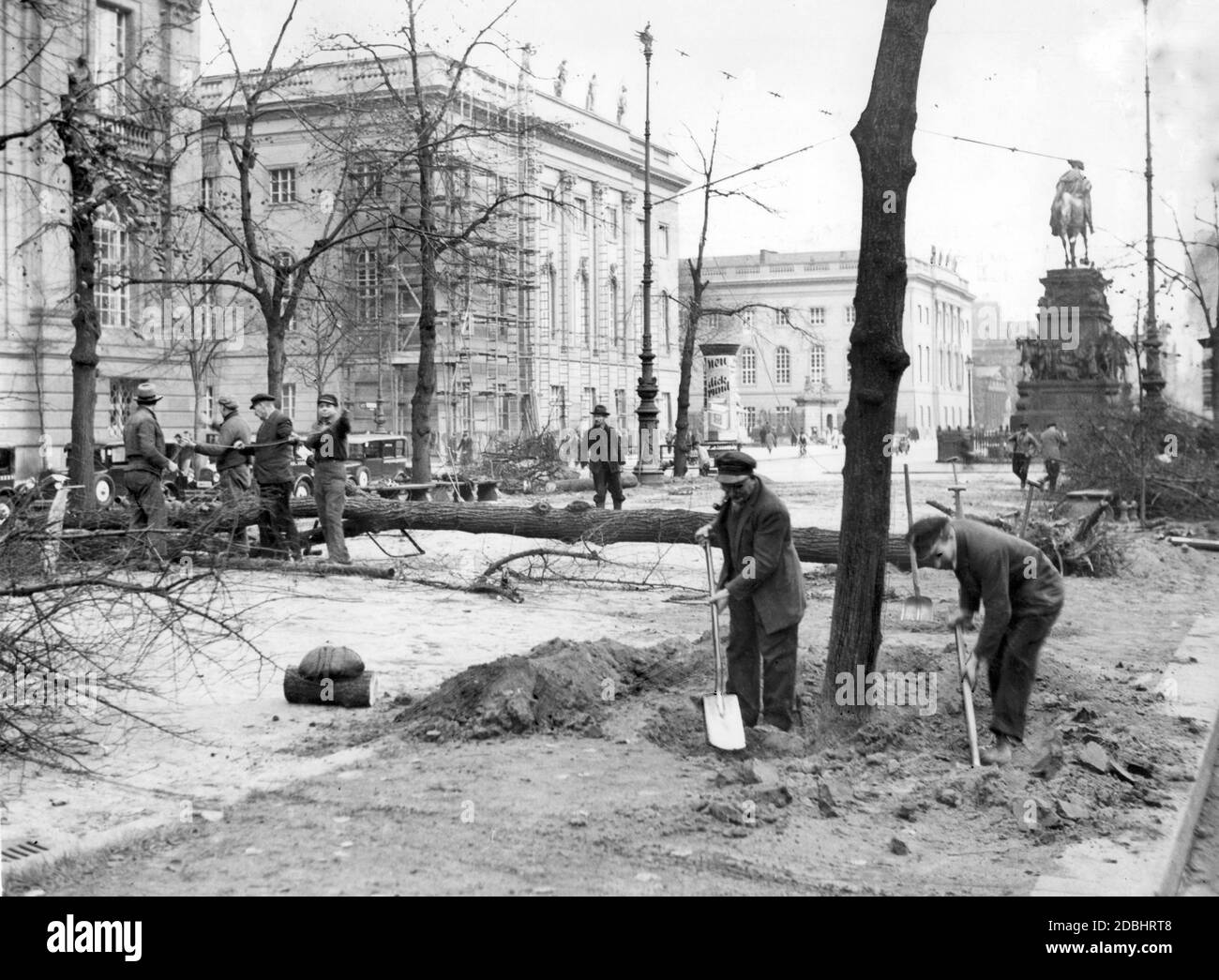 In 1935, in a section of the street Unter den Linden near the Berlin State Library (left), old lime trees were felled and removed in order to plant new trees. Several workers hold a rope to set the direction of the fall. In the background are the Humboldt University (center) and the equestrian statue of Frederick the Great (right). Stock Photo