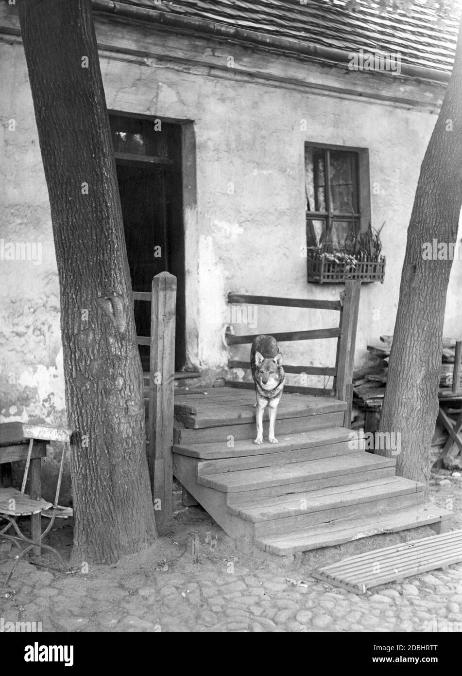 'A yard dog watches over the stairs in front of an old farmhouse (built in 1826), the ''Heidehof'', on the property at Muellerstrasse 15/16 in Berlin. Photo taken in 1933.' Stock Photo