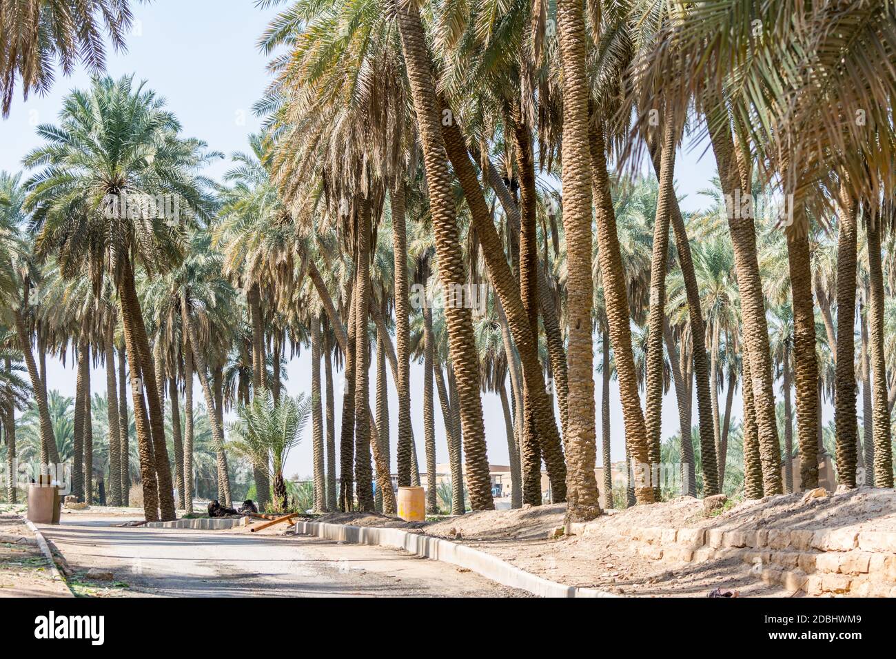Forest of palm trees in the old Dariyah, Riyadh, the kingdom of Saudi
