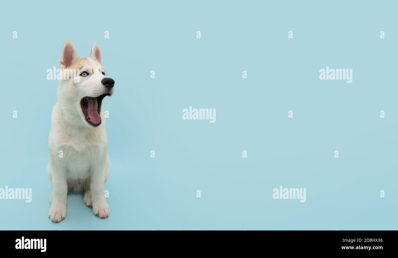 Banner funny siberian husky puppy dog openning its mouth. Isolated on blue colored backgorund. Stock Photo