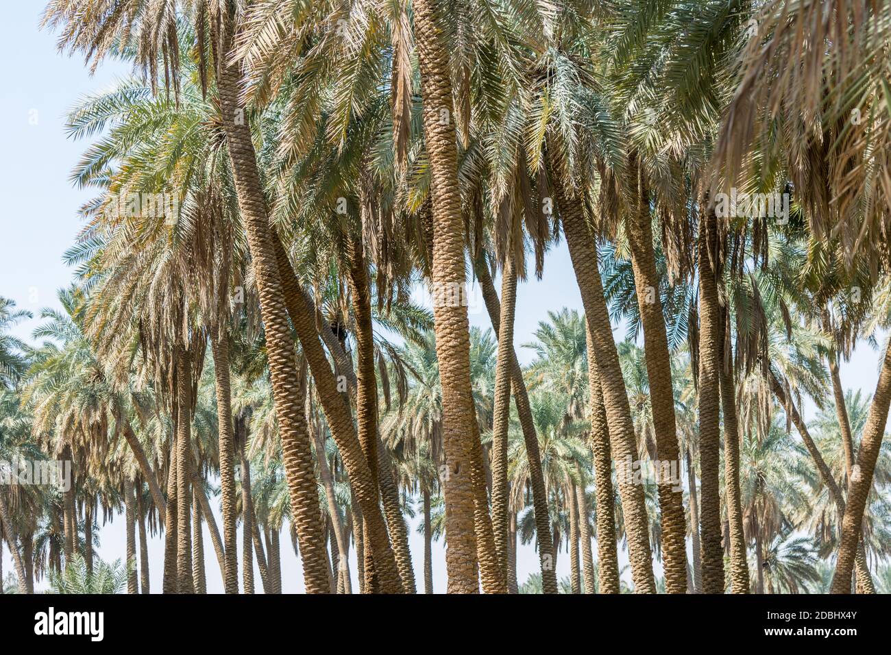 Forest of palm trees in the old Dariyah, Riyadh, the kingdom of Saudi