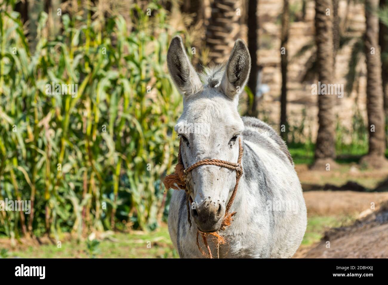 Grey and white donkey in the farm near the Old Dariya, Riyadh, the Kingdom  of Saudi Arabia Stock Photo - Alamy