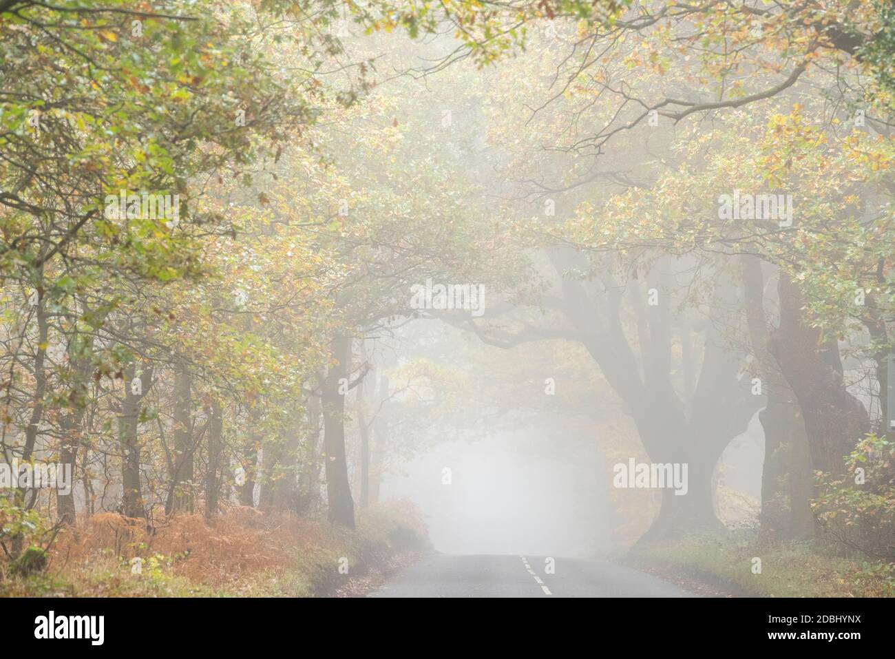 Misty morning on Haywood Oaks Lane in Blidworth, Nottinghamshire
