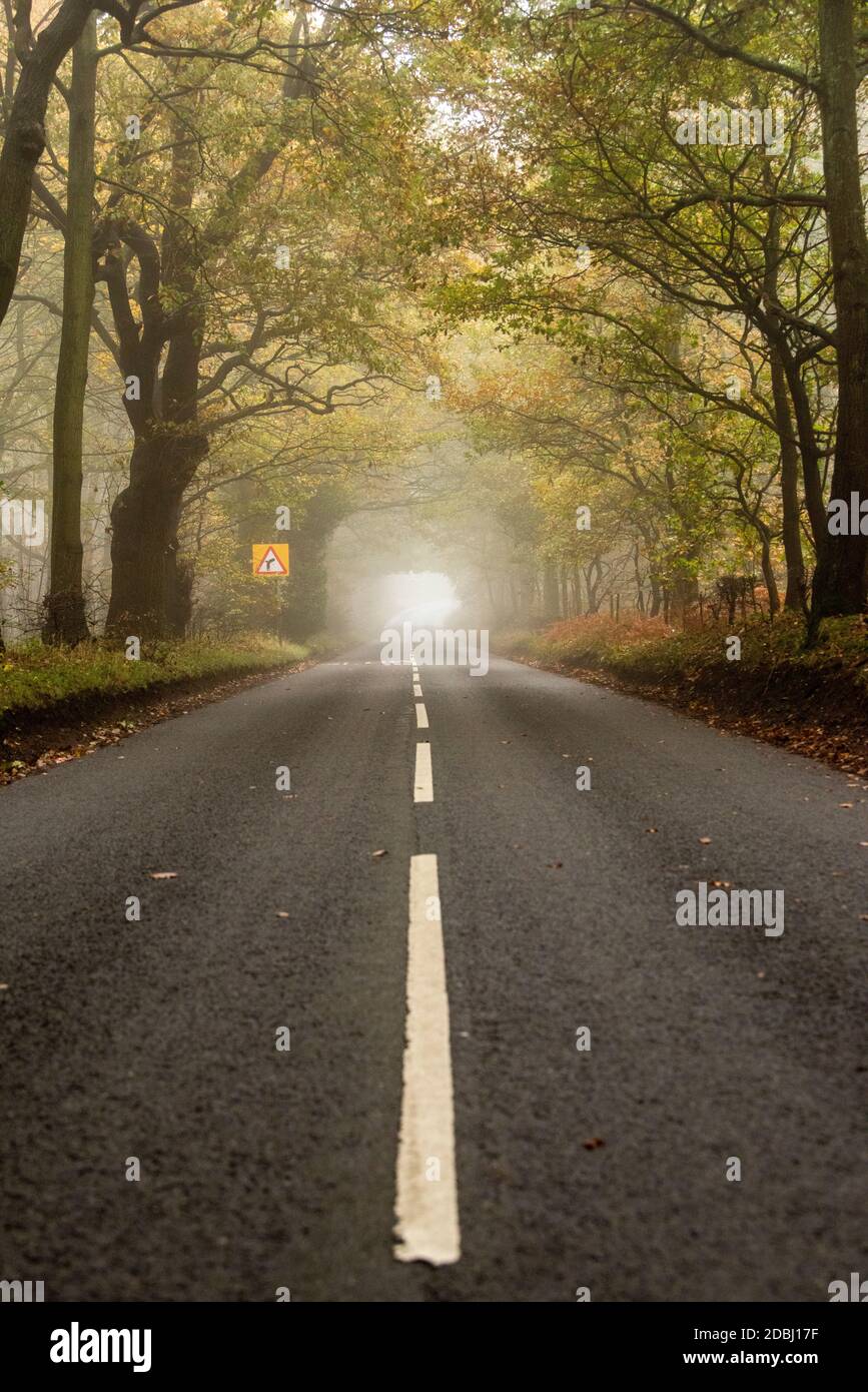 Misty morning on Haywood Oaks Lane in Blidworth, Nottinghamshire