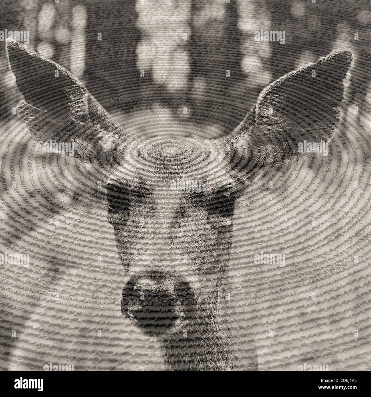 Double exposure wildlife hi-res stock photography and images - Alamy
