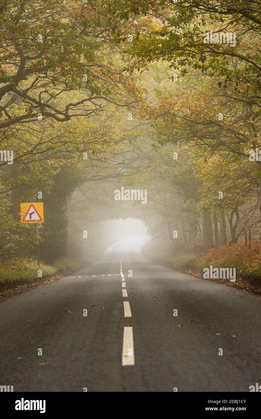 Misty morning on Haywood Oaks Lane in Blidworth, Nottinghamshire