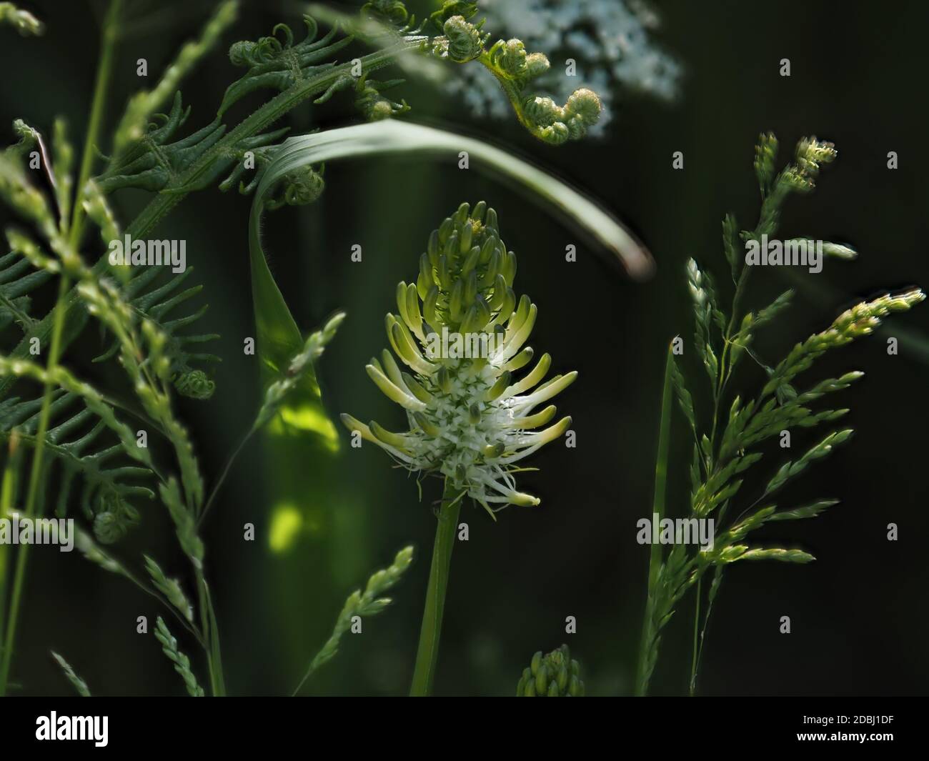 Single spike of nationally rare Spiked Rampion in East Sussex countryside. Stock Photo