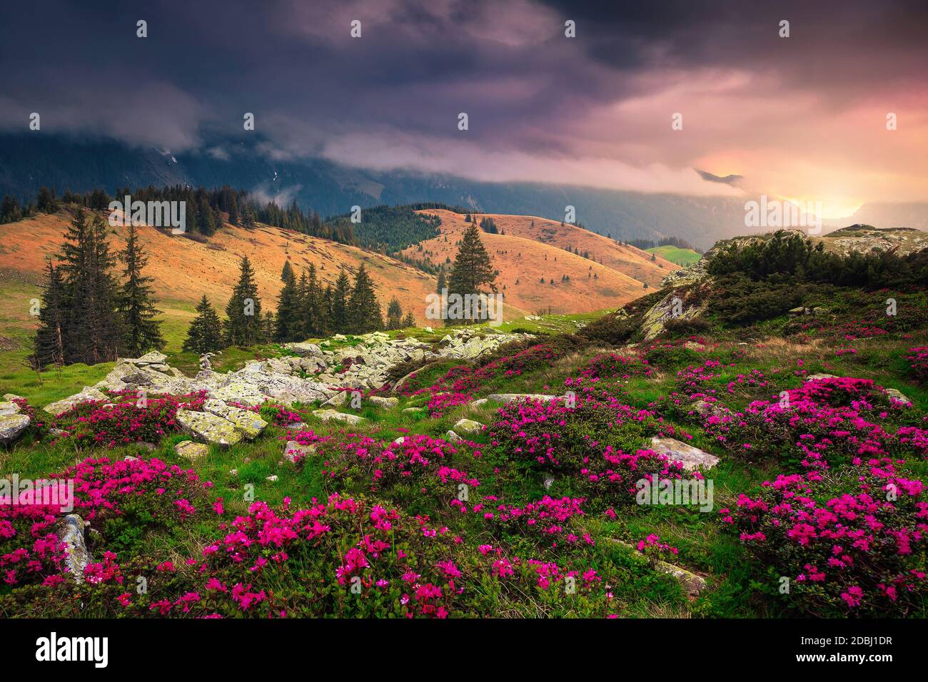 Beautiful hills with flowery slopes at sunrise. Admirable pink rhododendron flowers in mountains on misty morning at sunrise, Carpathians, Transylvani Stock Photo