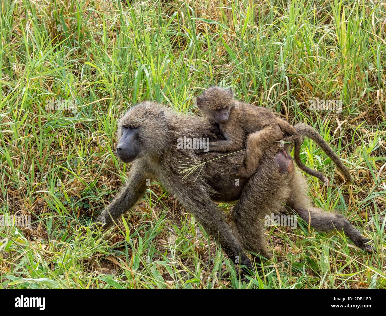 Adult olive baboon (Papio anubis) carrying juvenile on its back in Tarangire National Park, Tanzania, East Africa, Africa Stock Photo