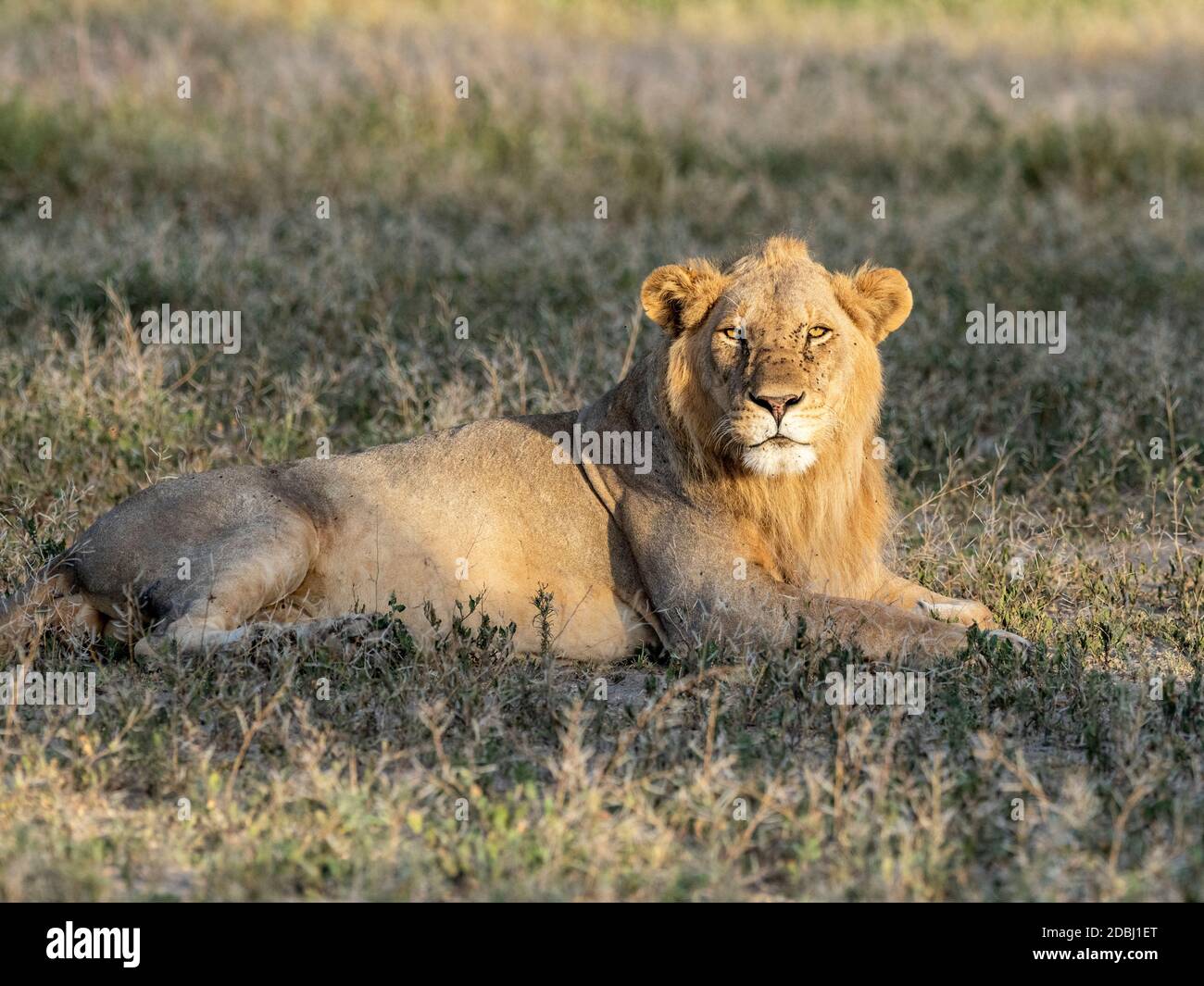 A male lion (Panthera leo), Serengeti National Park, Tanzania, East Africa, Africa Stock Photo