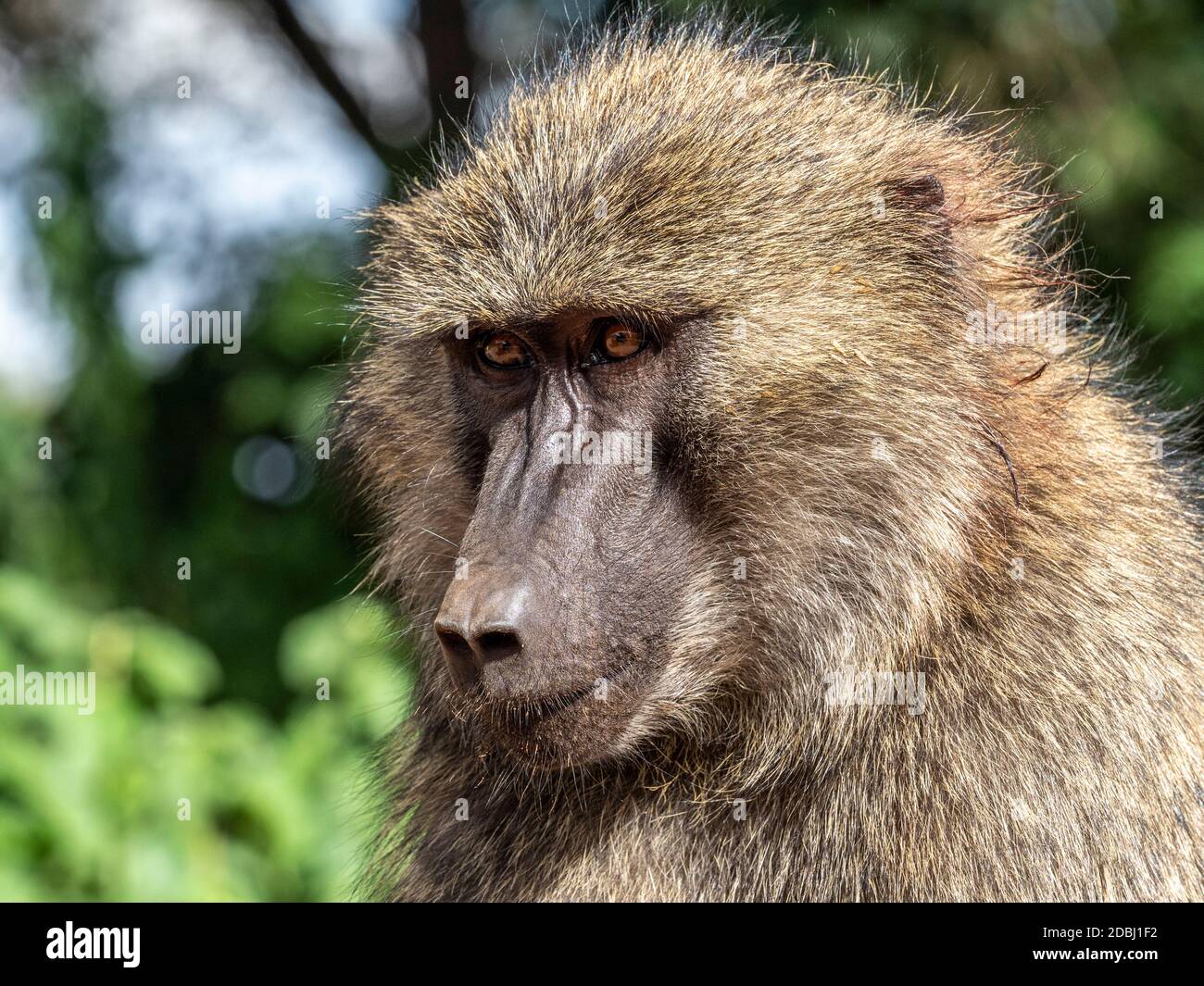 Adult olive baboon (Papio anubis), Ngorongoro Conservation Area, Tanzania, East Africa, Africa Stock Photo