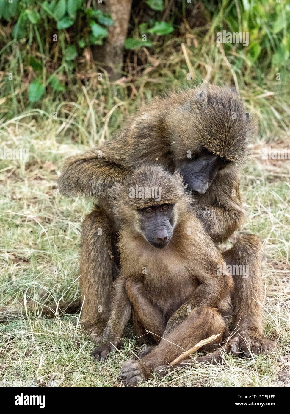 Olive baboons (Papio anubis) grooming each other in Ngorongoro Conservation Area, Tanzania, East Africa, Africa Stock Photo