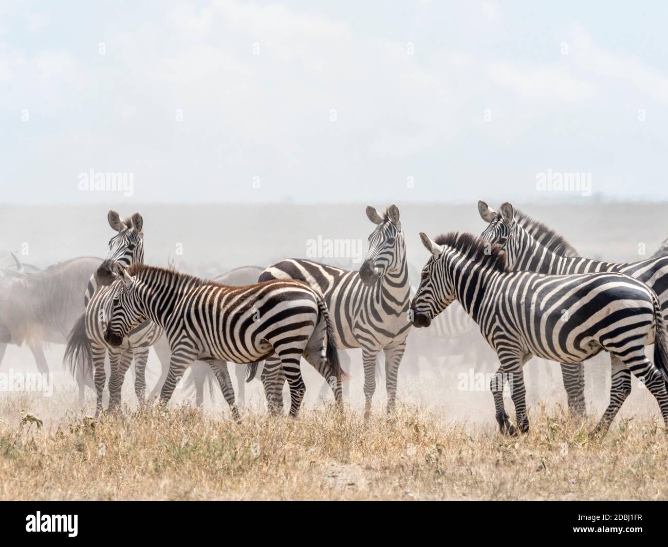 Plains zebras (Equus quagga) in Serengeti National Park, UNESCO World Heritage Site, Tanzania, East Africa, Africa Stock Photo