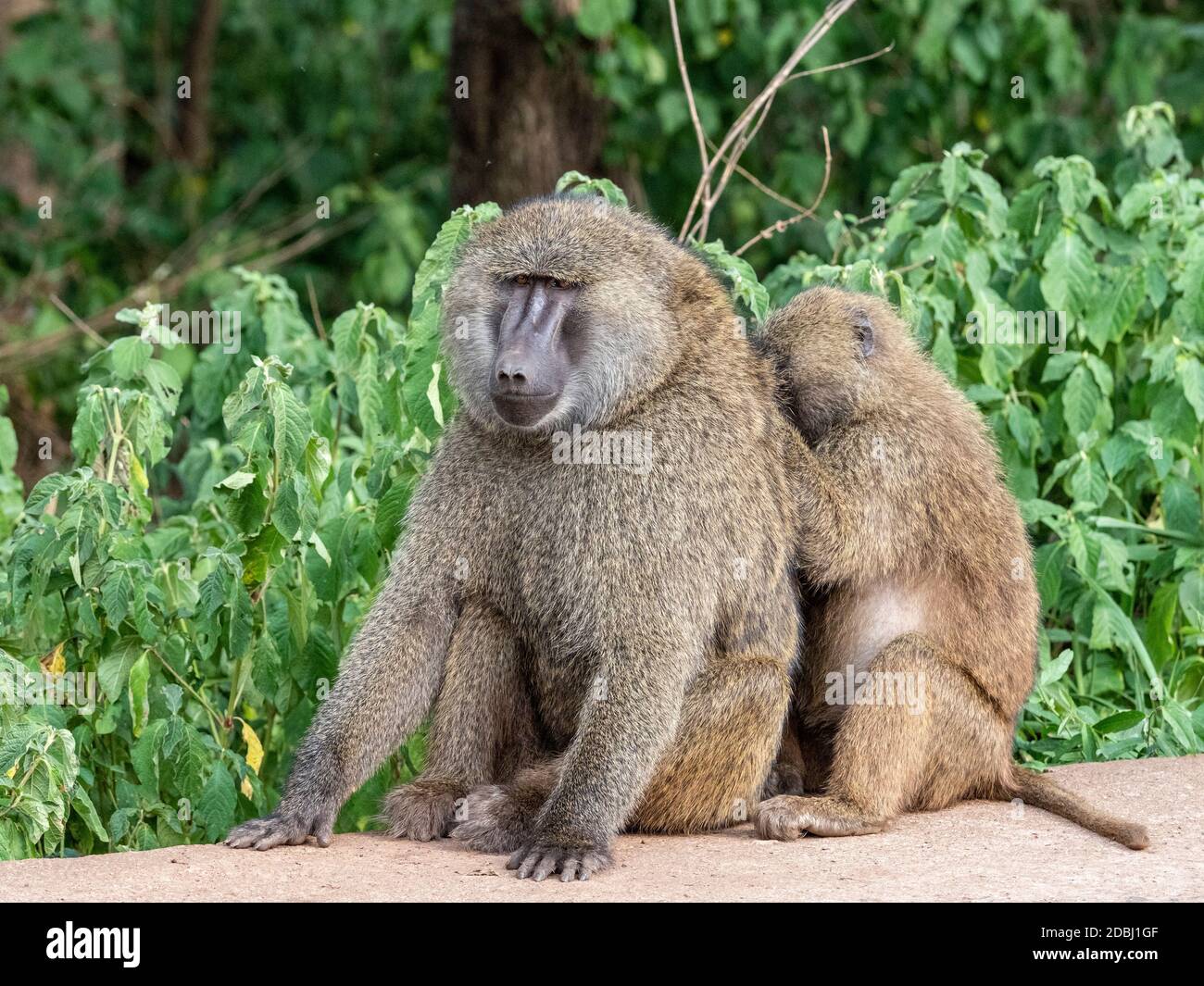 Olive baboons (Papio anubis) grooming each other in Ngorongoro Conservation Area, Tanzania, East Africa, Africa Stock Photo