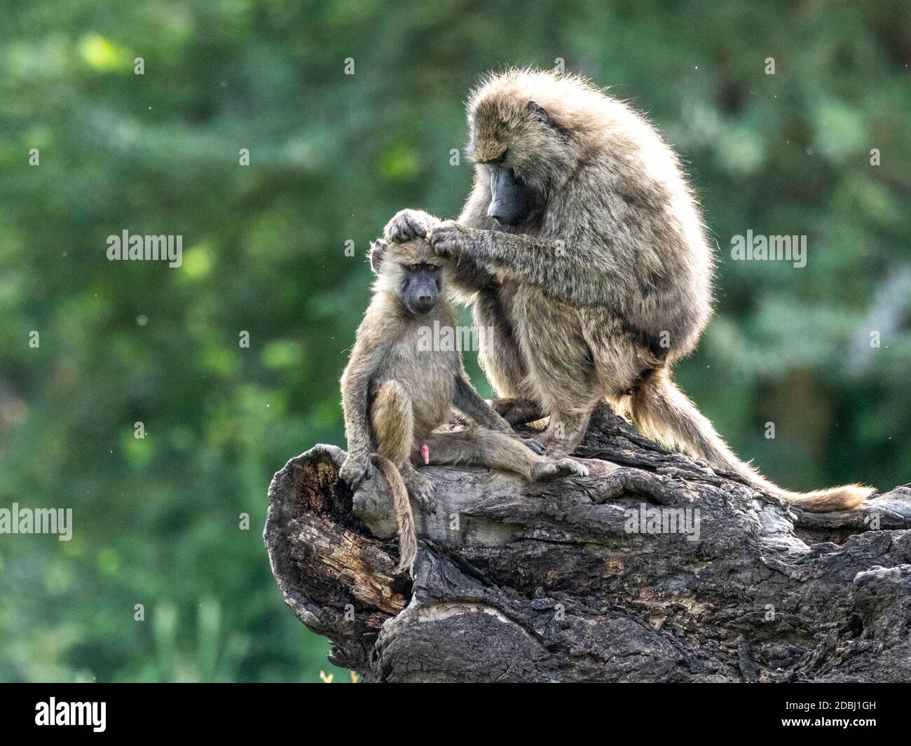 Olive baboons (Papio anubis) grooming each other in Ngorongoro Conservation Area, Tanzania, East Africa, Africa Stock Photo