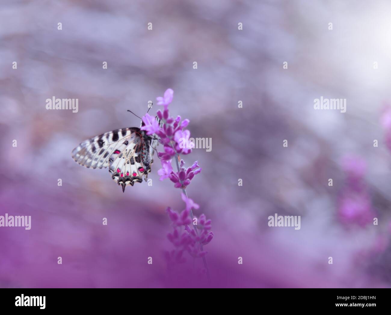 Beautiful Violet Nature Background.Floral Art Design.Macro Photography.Floral abstract pastel background with copy space.Butterfly and Lavender Field.Butterfly in Summer Floral Background.Beautiful Butterfly on a Flower.Creative Artistic Wallpaper. Stock Photo