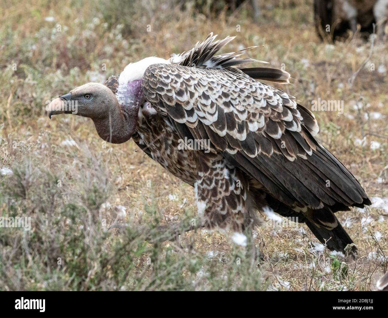 Ruppell's vultures (Gyps rueppelli), on the carcass of a plains zebra in Serengeti National Park, Tanzania, East Africa, Africa Stock Photo
