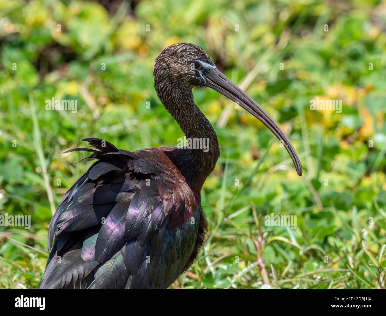 Adult glossy ibis (Plegadis falcinellus), Lake Manyara National Park, Tanzania, East Africa, Africa Stock Photo