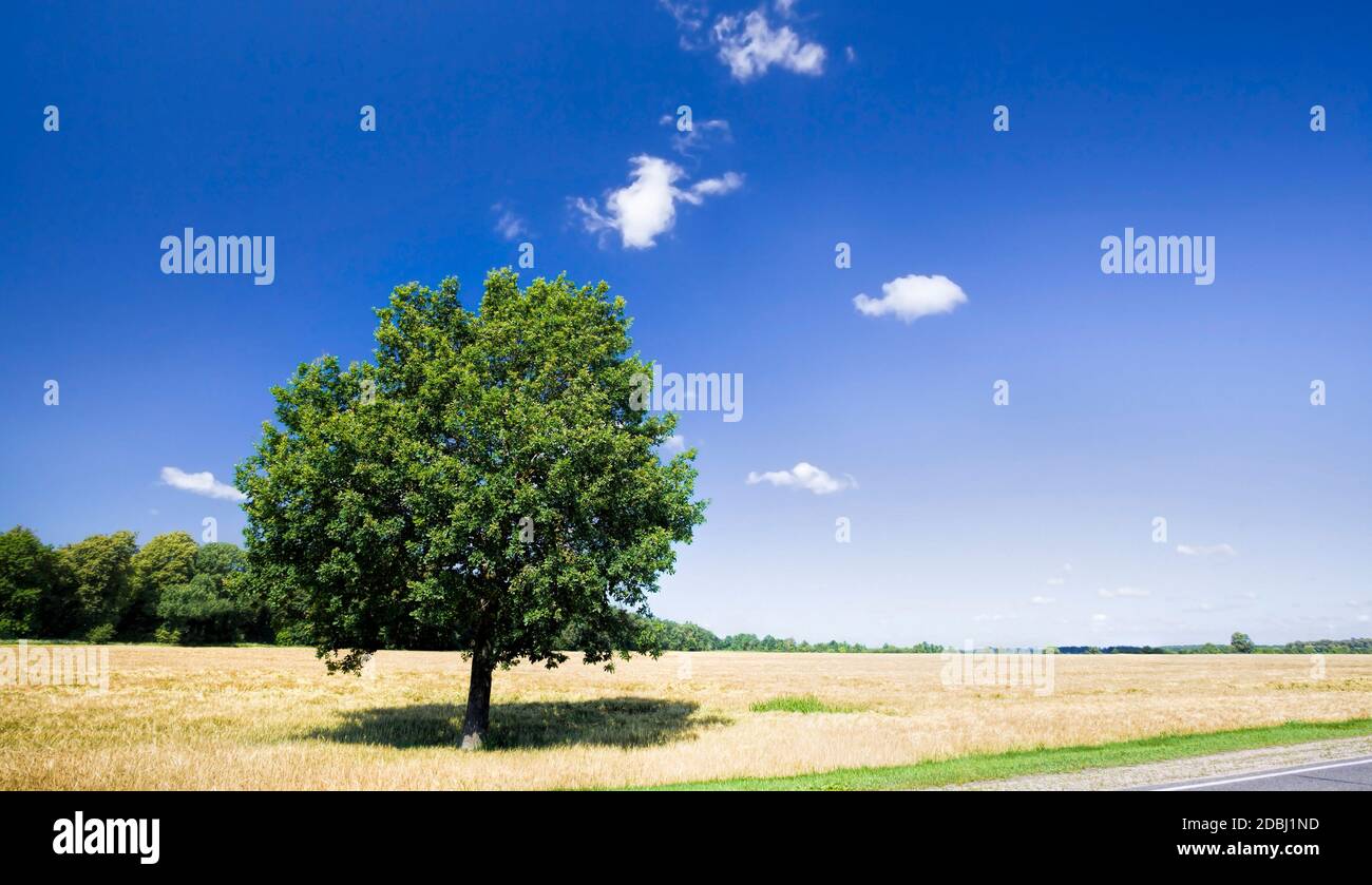 Deciduous leaf of a young oak tree in the forest hi-res stock ...