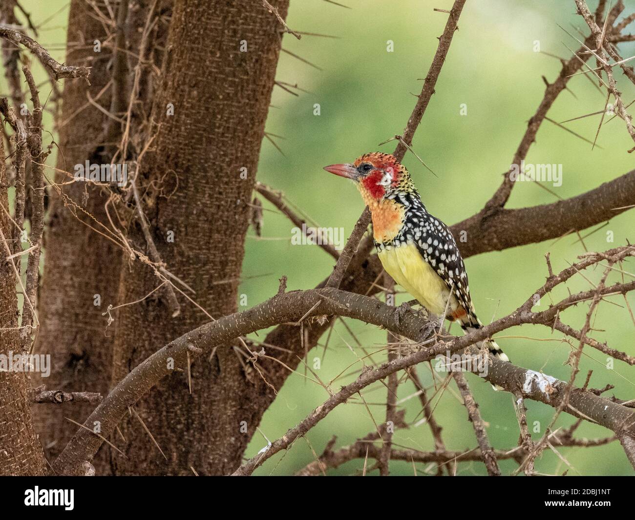 An adult red-and-yellow barbet (Trachyphonus erythrocephalus), Tarangire National Park, Tanzania, East Africa, Africa Stock Photo