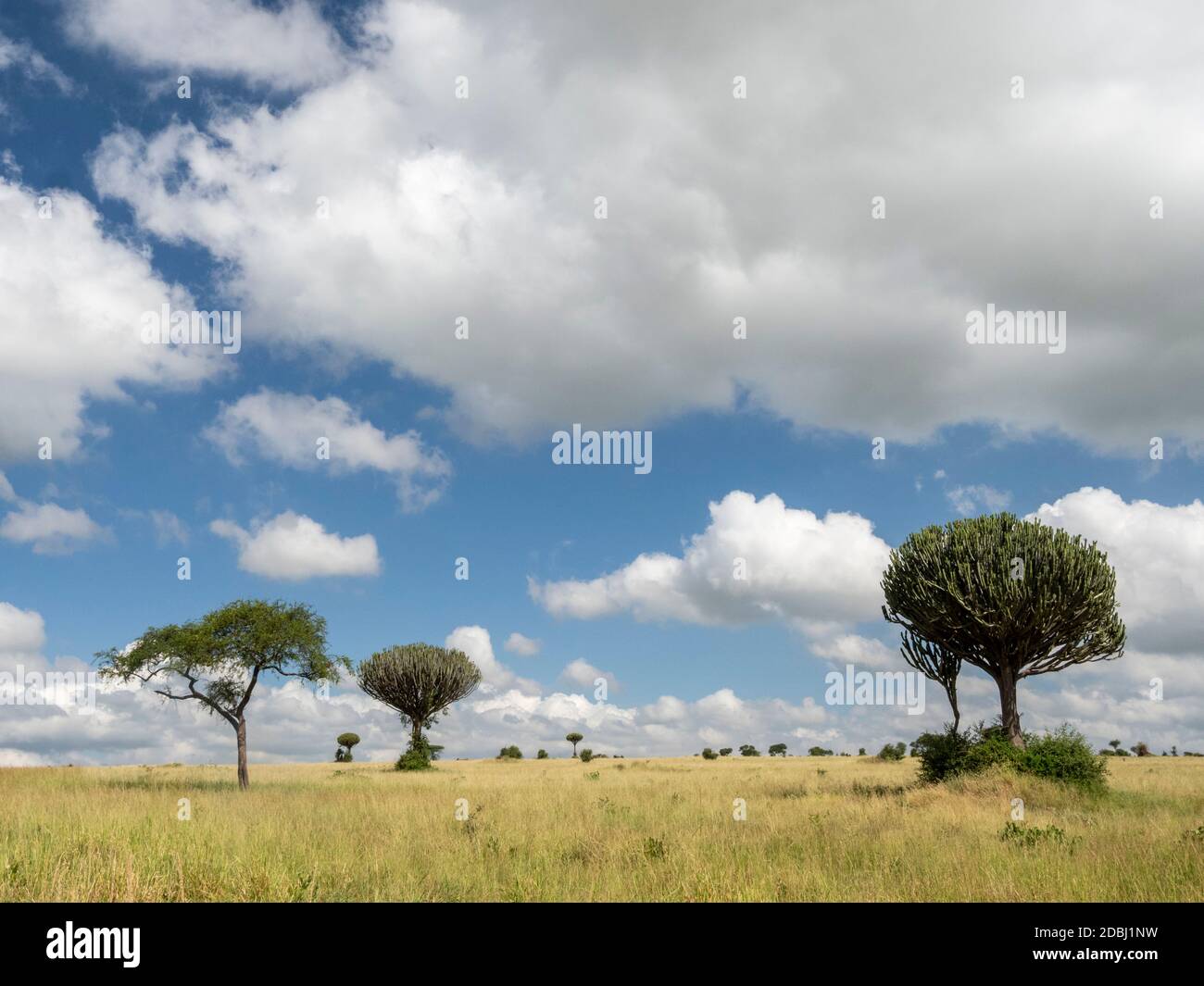 Acacia tree and candelabra tree (Euphorbia candelabrum) in Tarangire National Park, Tanzania, East Africa, Africa Stock Photo