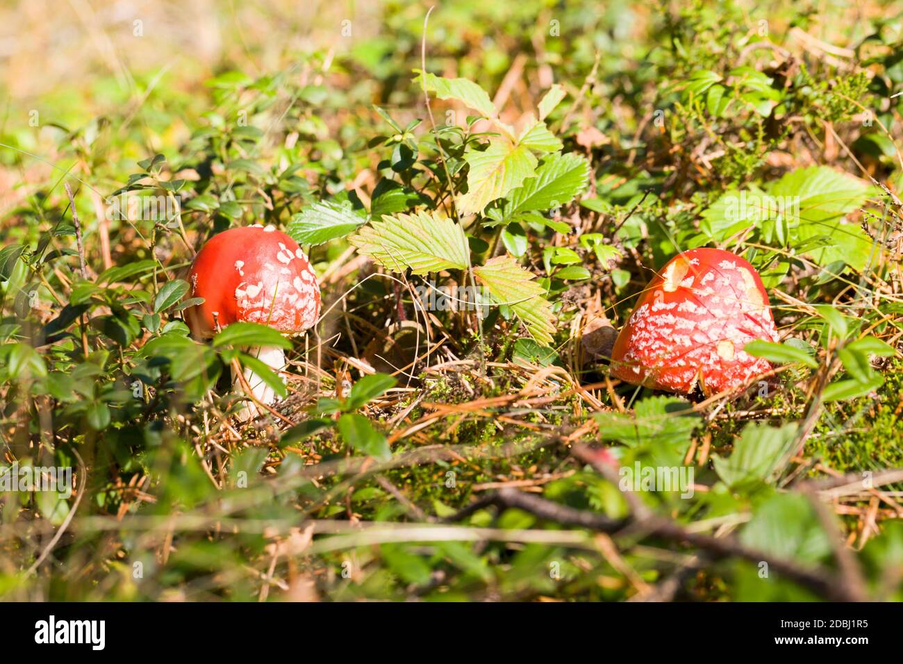 dangerous to humans wild poisonous mushrooms that grow in the forest, close-up on the wild, red fly agaric Stock Photo