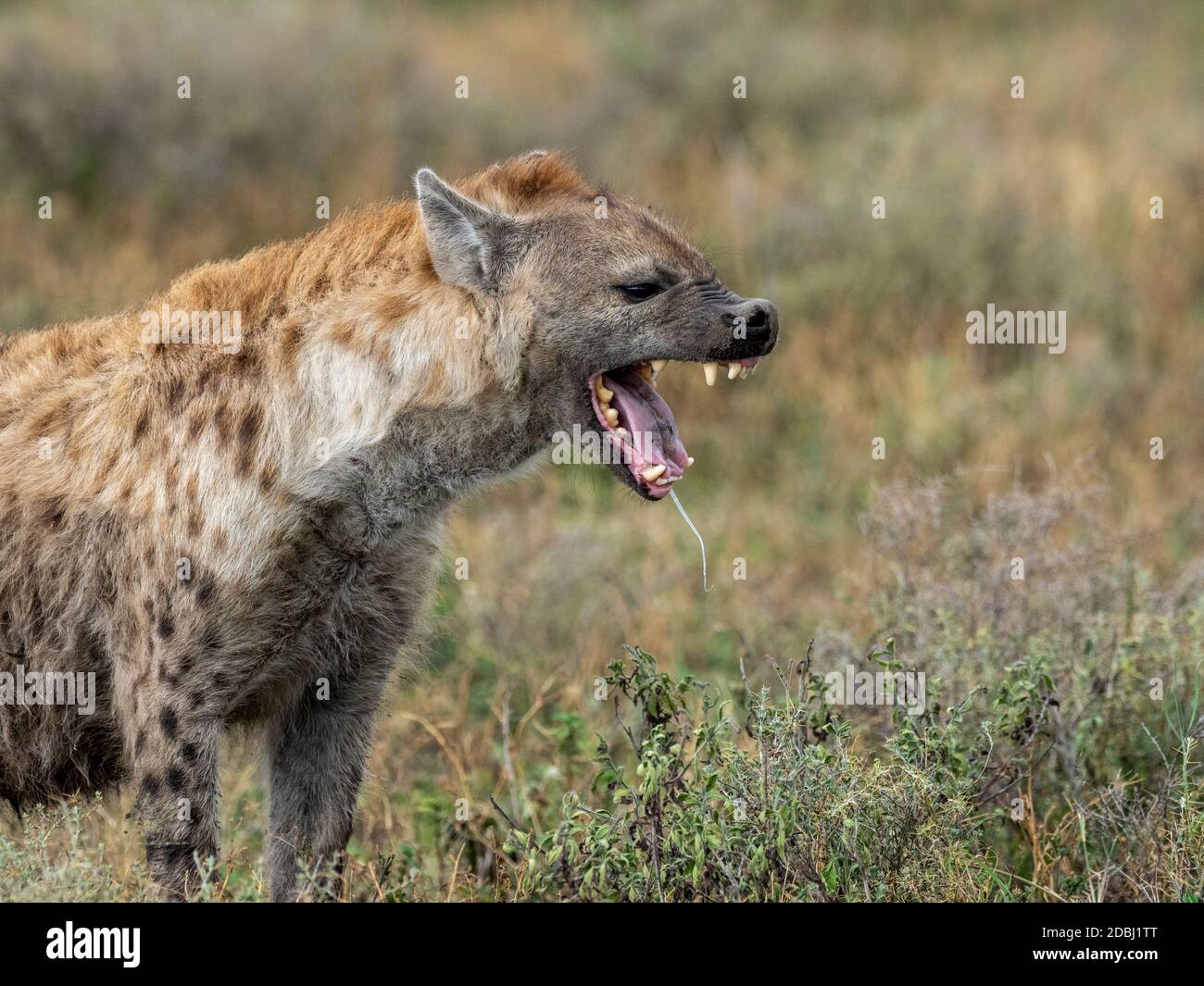 Adult spotted hyena (Crocuta crocuta) in Serengeti National Park, Tanzania, East Africa, Africa Stock Photo