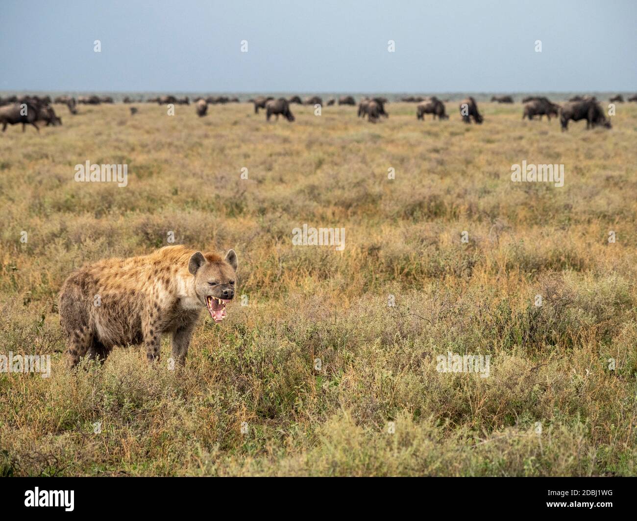 Adult spotted hyena (Crocuta crocuta), with wildebeests in Serengeti National Park, UNESCO World Heritage Site, Tanzania, East Africa, Africa Stock Photo