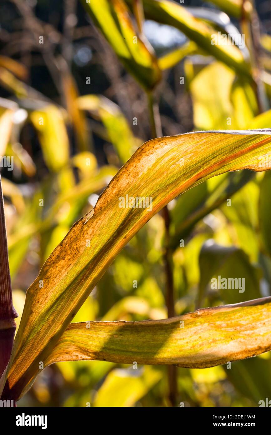 yellowing and drying corn leaves on an agricultural field, closeup of