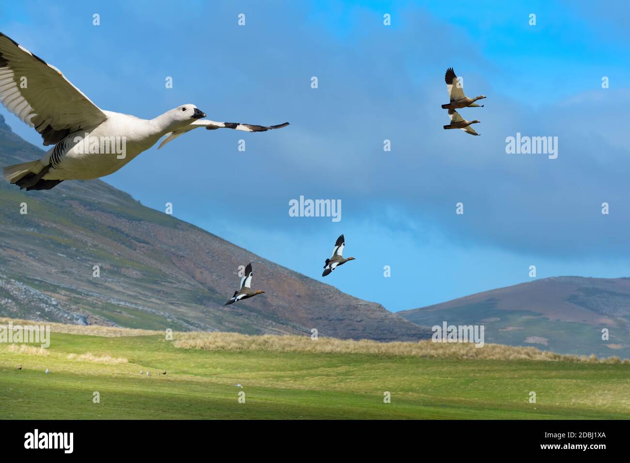 Flying Upland Geese (Chloephaga picta), Grave Cove, West Falkland Island, Falkland Islands, British Overseas Territory, South America Stock Photo