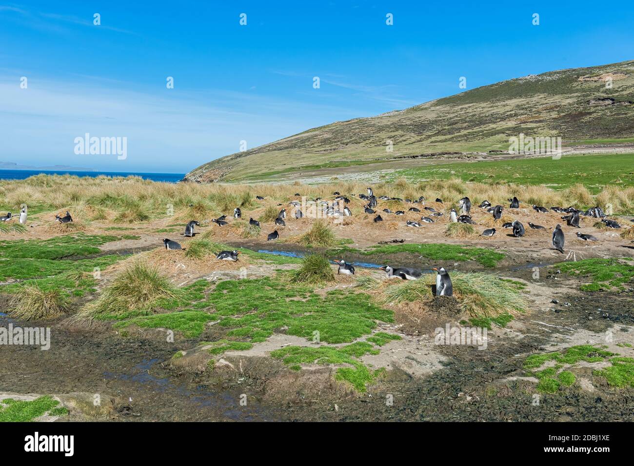 Nesting Gentoo penguins (Pygoscelis papua), Grave Cove, West Falkland Island, Falkland Islands, British Overseas Territory, South America Stock Photo