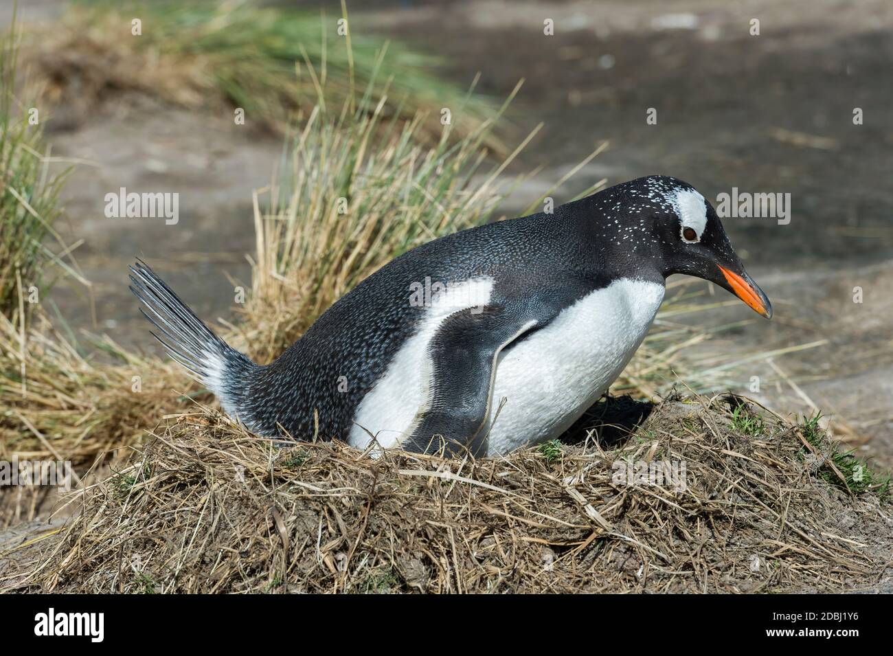 Nesting Gentoo penguin (Pygoscelis papua), Grave Cove, West Falkland Island, Falkland Islands, British Overseas Territory, South America Stock Photo