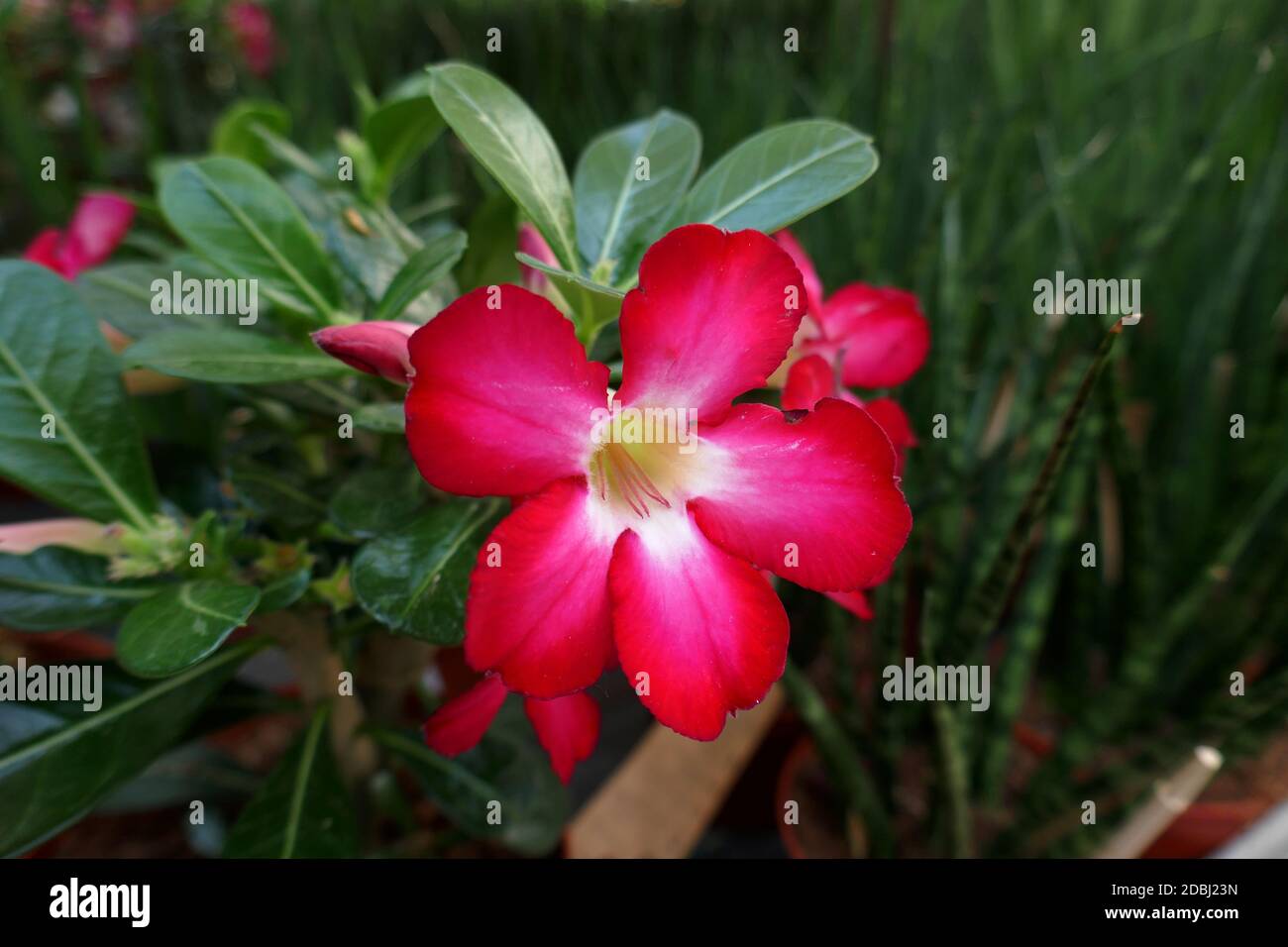 Adenium flowers hi-res stock photography and images - Alamy