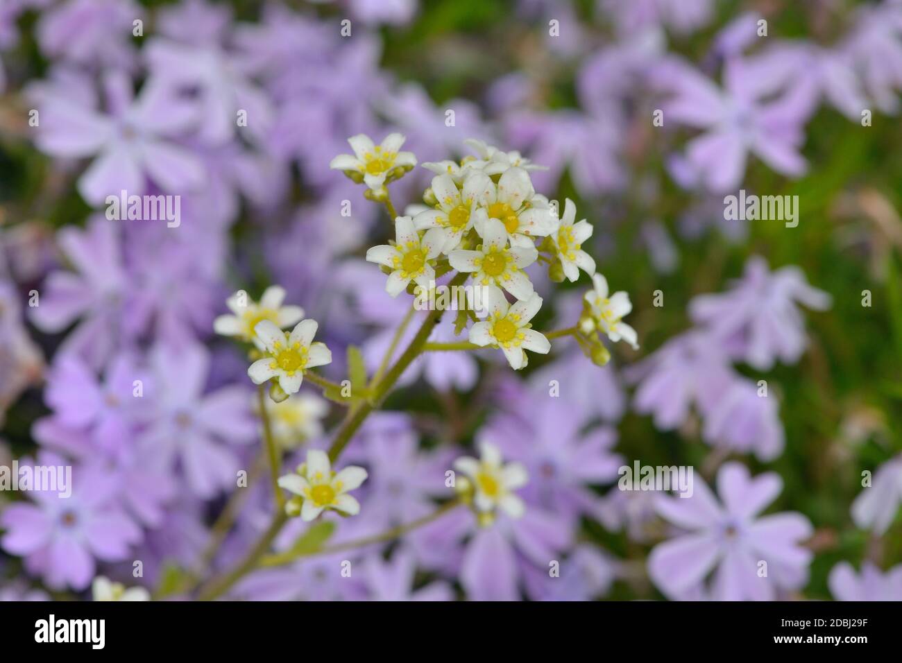 Blossom from saxifraga in a stone garden Stock Photo