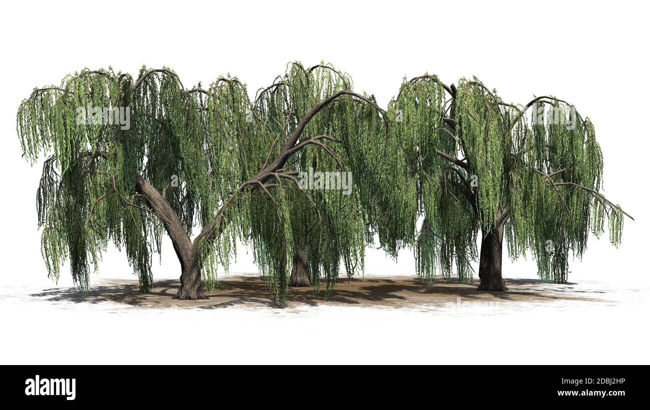 Weeping Willow tree cluster - isolated on white background Stock Photo