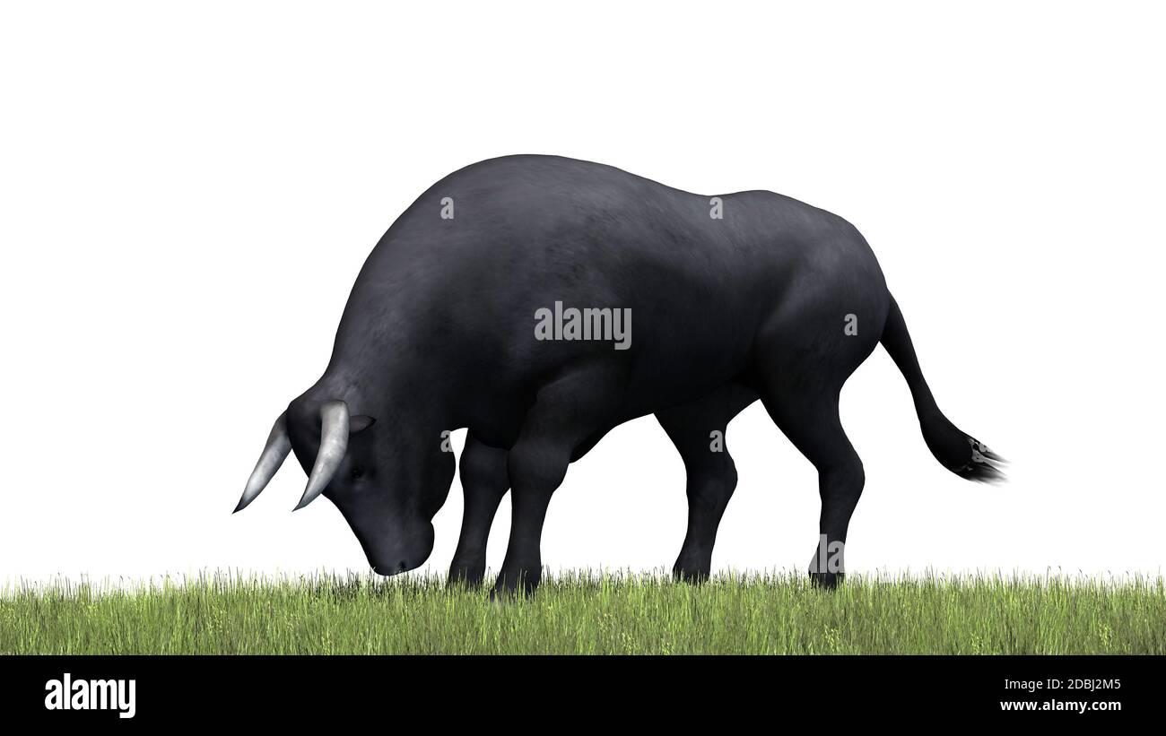 Bull - separated on white background Stock Photo