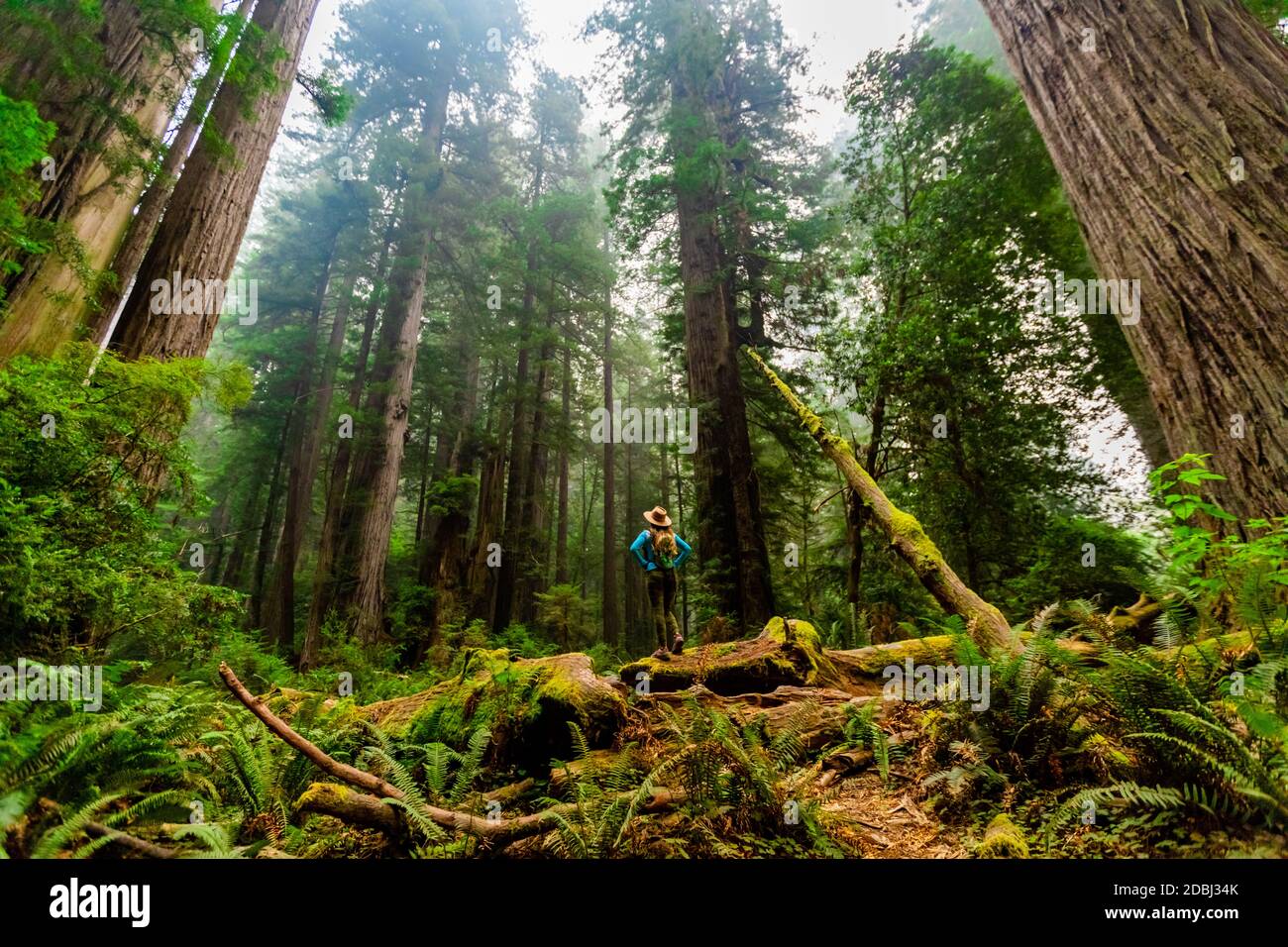 Woman exploring Mount Shasta Forest, California, United States of America, North America Stock Photo
