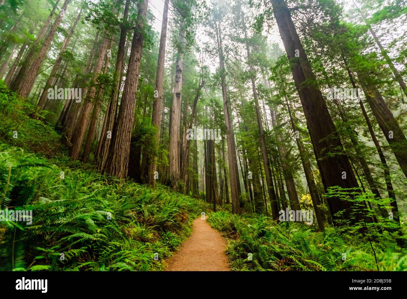 Mount Shasta Forest, California, United States of America, North America Stock Photo