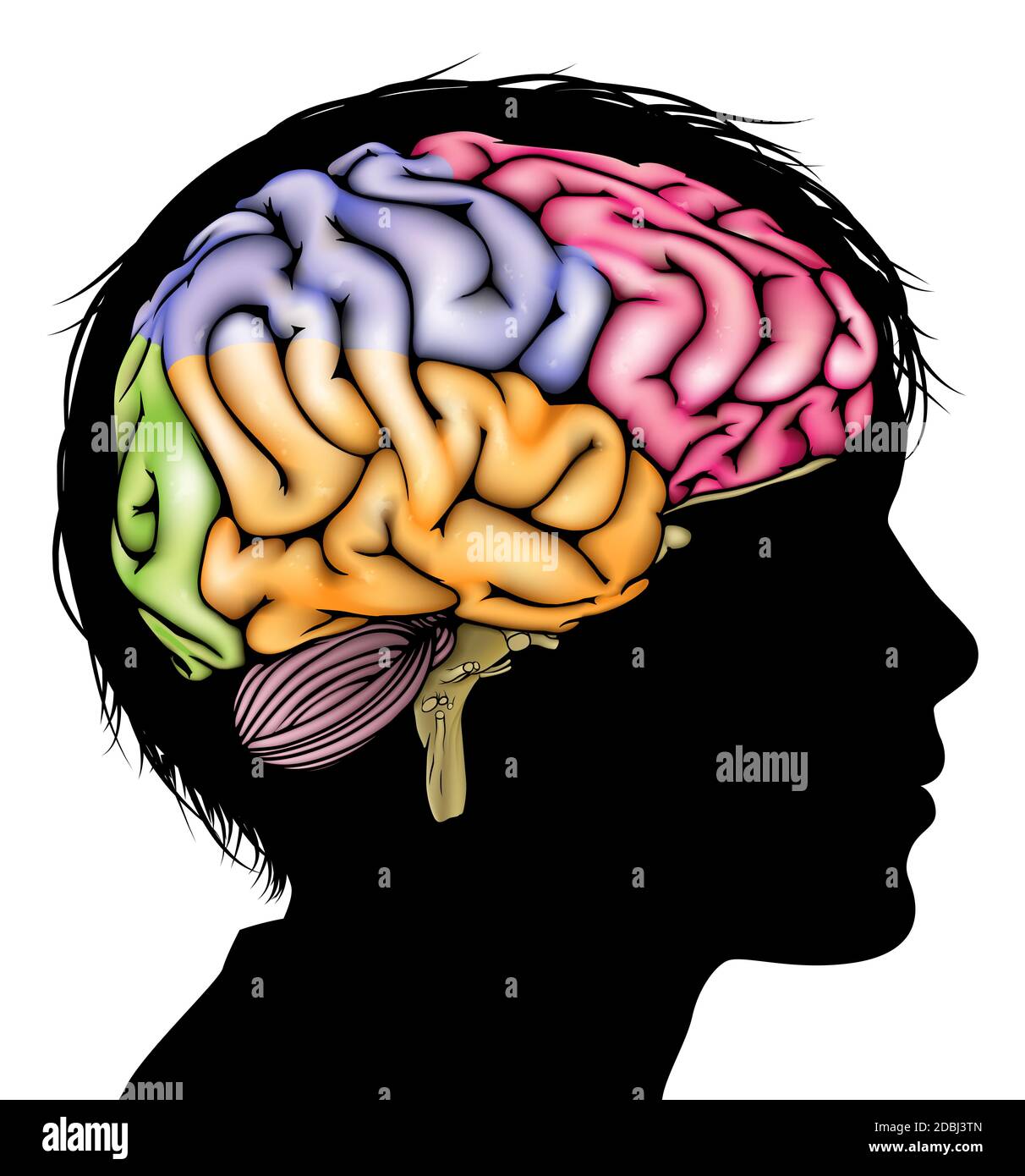 Child's brain development hi-res stock photography and images - Alamy