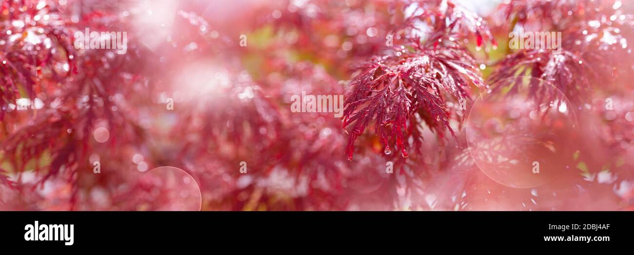 Saisonal impressions in garden. Blooming red maple with rain trops and bokeh. Horizontal close-up with short depth of field. Stock Photo