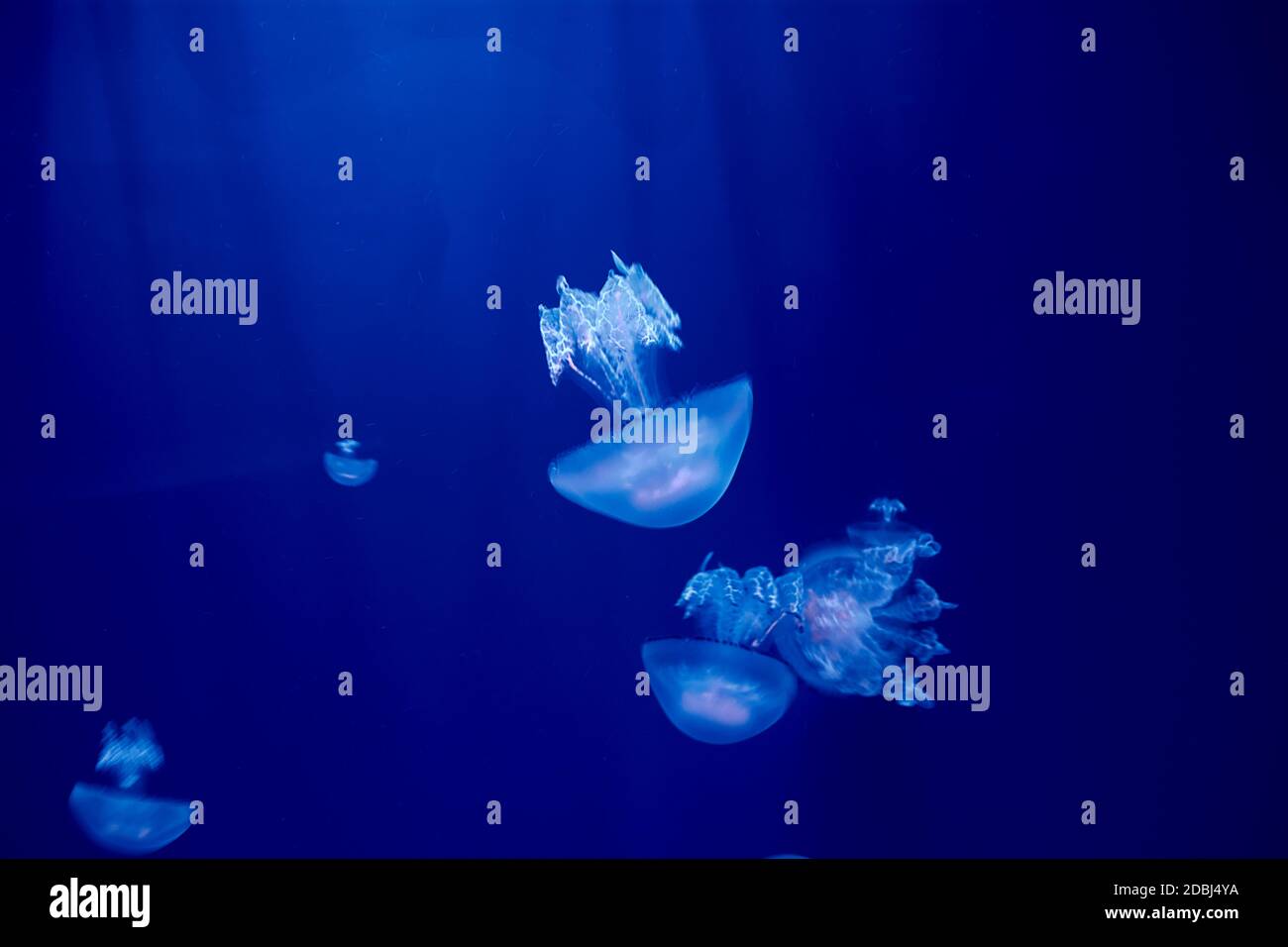 Jellyfish set, in the ocean, blue color, fluorescent Stock Photo - Alamy