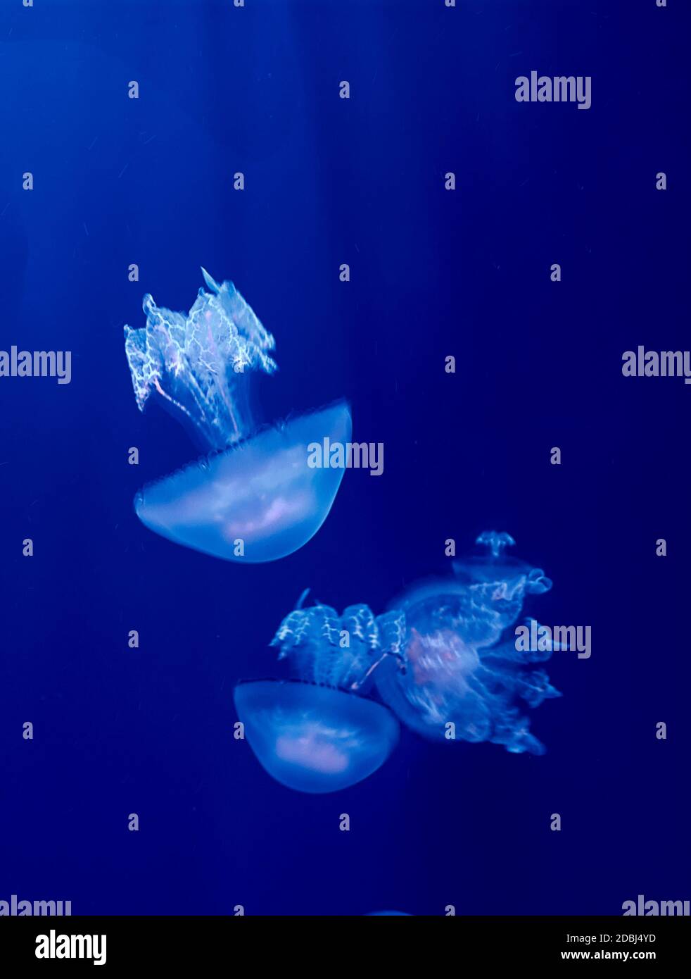 Jellyfish set, in the ocean, blue color, fluorescent Stock Photo - Alamy