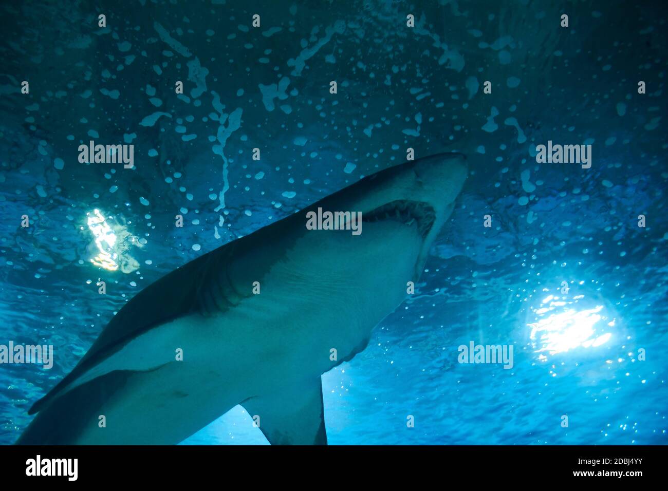 Great lone shark in the ocean great teeth, blue, rocks Stock Photo