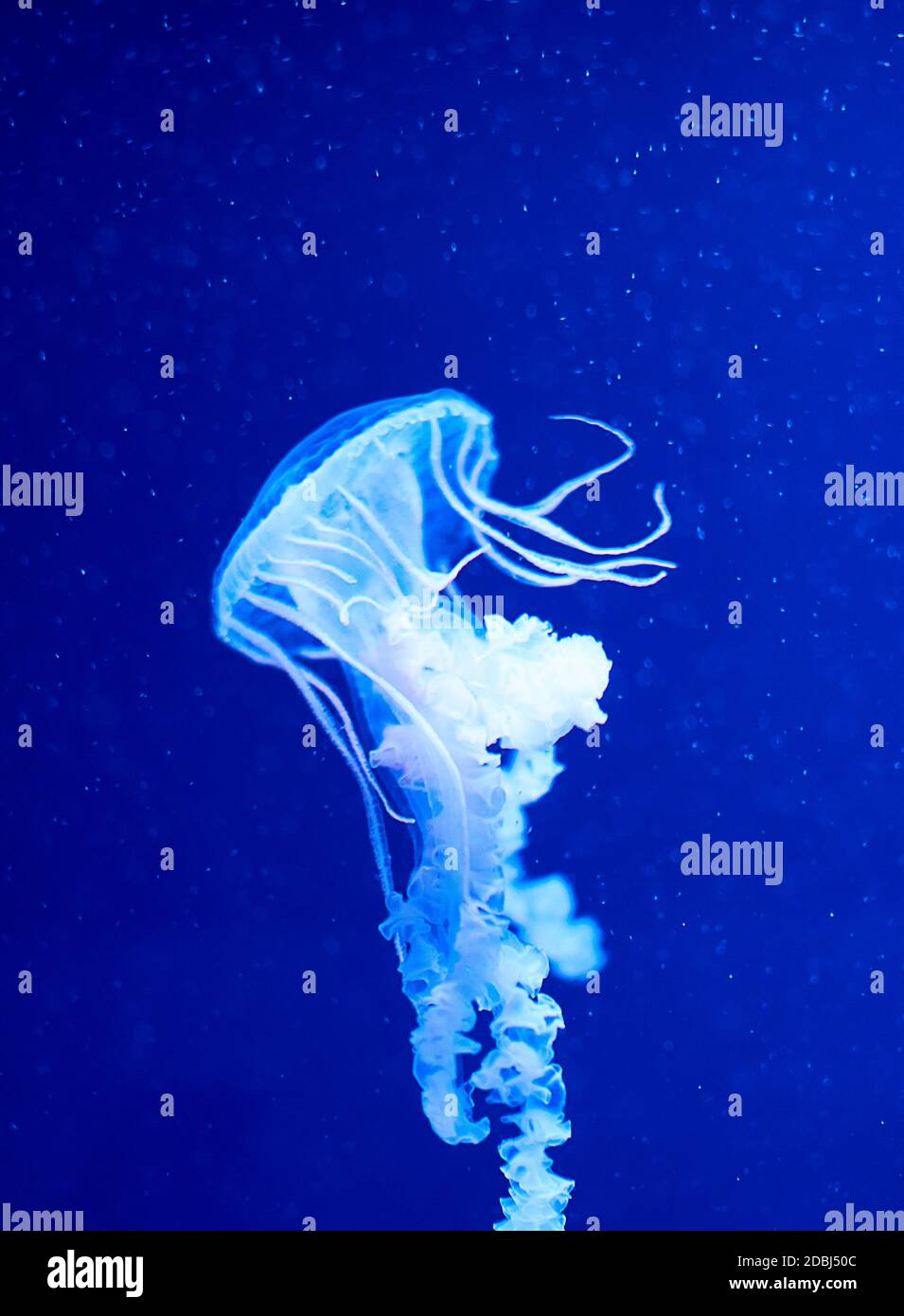 Jellyfish set, in the ocean, blue color, fluorescent Stock Photo - Alamy
