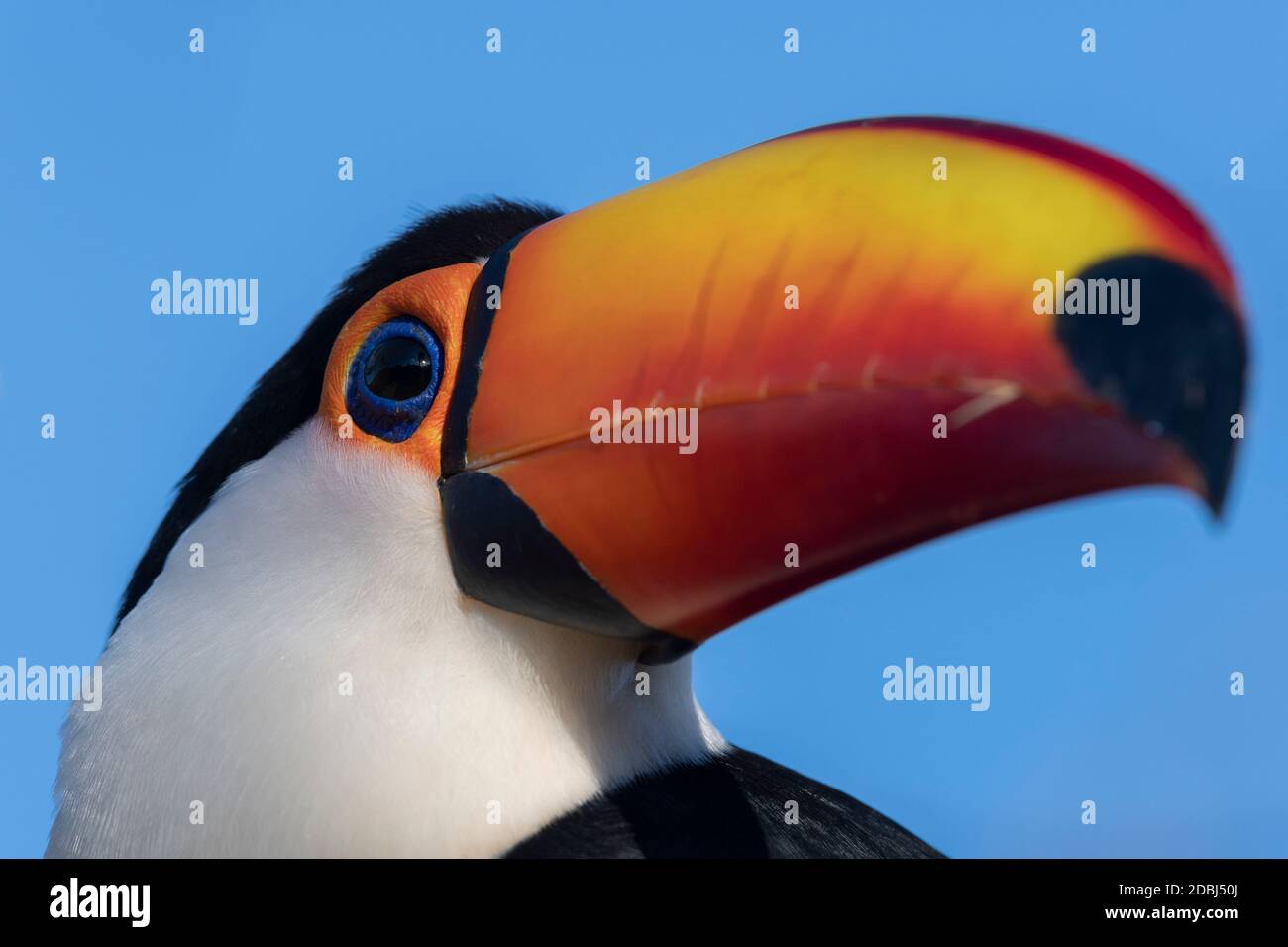 Toco Toucan High Resolution Stock Photography And Images Alamy Toco Toucan High Resolution Stock Photography And Images Alamy