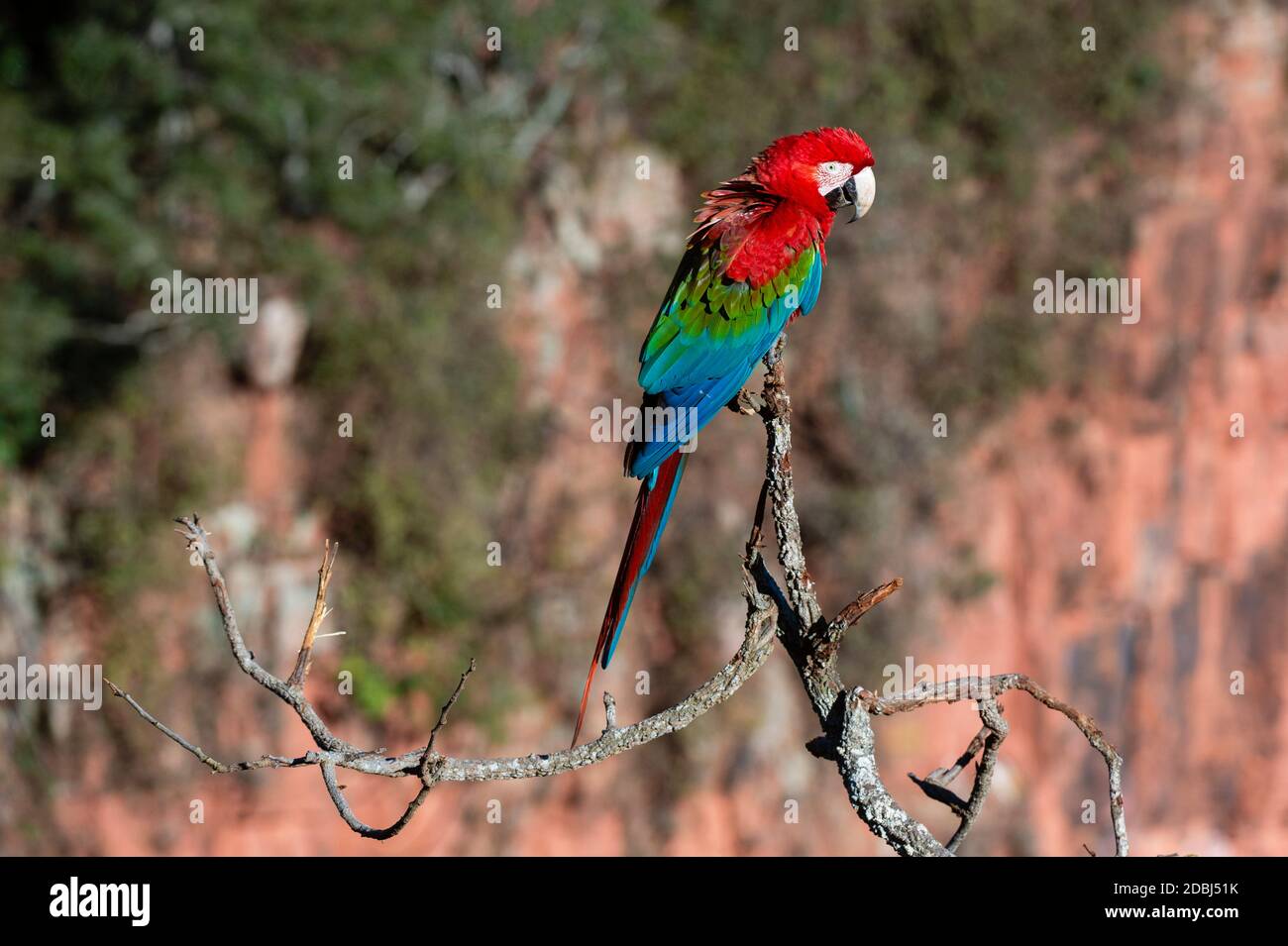 Red-and-green macaw (Ara chloropterus), Mato Grosso do Sul, Brazil, South America Stock Photo